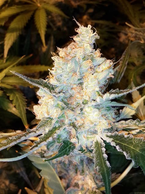 12 Comments. . Emerald coast triangle strain review